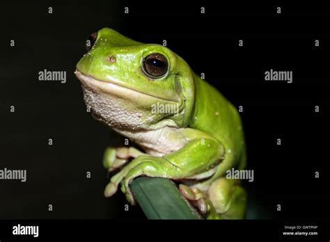 Green Tree Frog Smiling At Camera Stock Photo Alamy