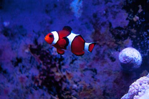 Clownfish Aquarium - Free photo on Pixabay - Pixabay