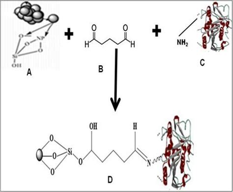 3 Schematic Representation Of Immobilization Of An Enzyme On