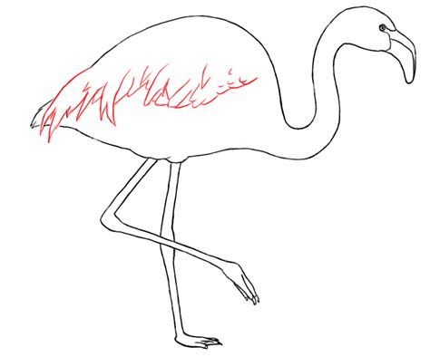 How To Draw A Flamingo Draw Central