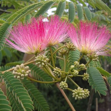 Silk Tree Albizia Julibrissin Suitable As Bonsai 20 Or 100 Seeds Etsy