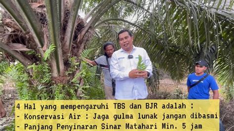 Hal Yang Mempengaruhi Tandan Buah Segar Dan Berat Janjang Rata Rata