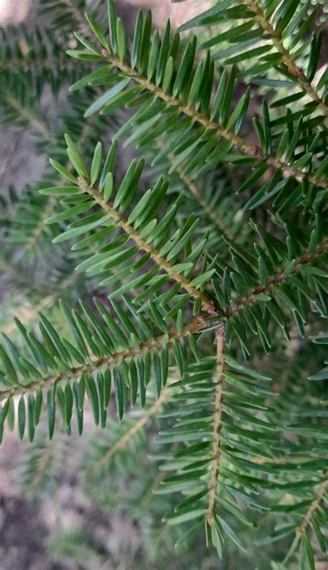 How To Grow Abies cephalonica | EarthOne