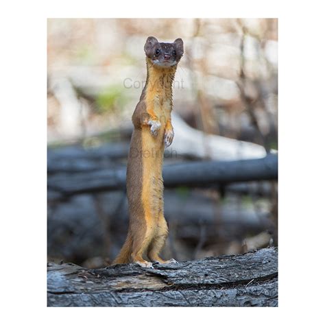 Long Tailed Weasel 403 Dan Dietrich Photography