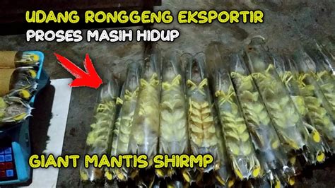 Processing Udang Ronggeng Hidup Ekpor Giant Mantis Shirmp Seafood Laut