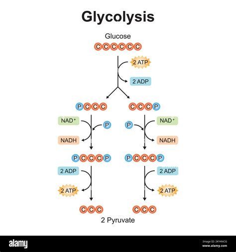 Glycolysis Biology Libretexts 44 Off Brunofugaadvbr