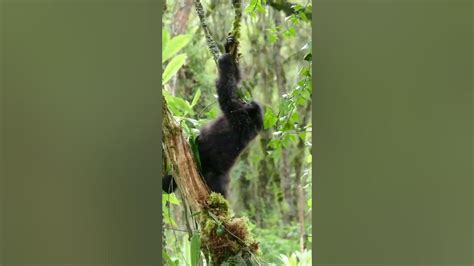 Impressive Baby Gorilla Is Having A Good Time By Swinging On Vines 😃