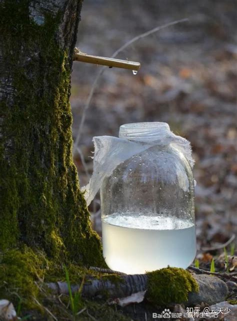 菁桦生物桦树汁从哪里来 知乎