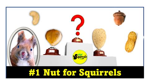 Best & Worst Nuts for Squirrels: 30 Nut Types (Ranked Bad to Good) for ...