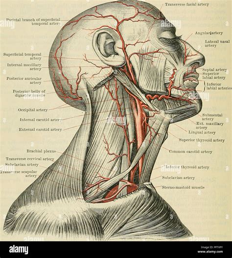 Internal Jugular Vein Anatomy - Anatomy Reading Source