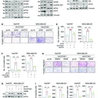 Ethe Promotes The Migration And Invasion Of Tnbc Cells In Vitro