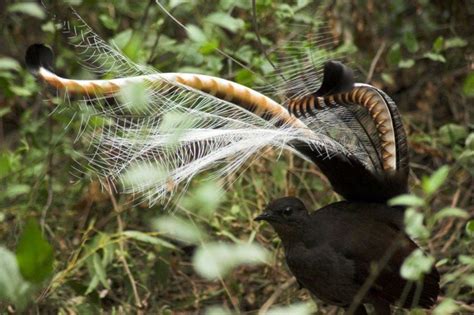 Mating birds really do shake their tailfeathers