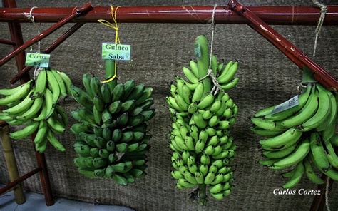 Nicaragua duplica producción de plátano por manzana