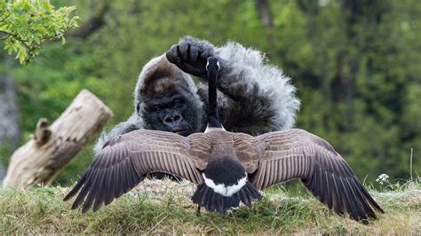 Longleat Gorilla Taunted By Canada Goose Itv News West Country