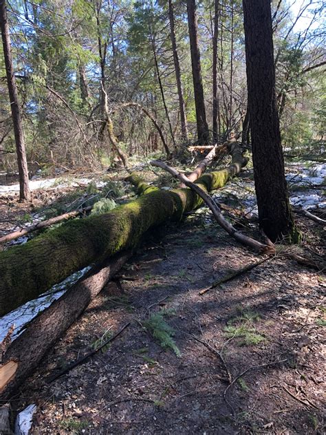 UPDATE on downed trees on Empire Mine trails - MOTHER LODE TRAILS