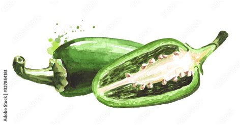 Jalapeno Green Hot Chili Pepper Whole And Halved Pods Hand Drawn Watercolor Illustration