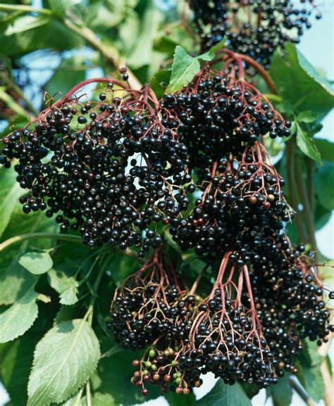 Sambucus Nigra Haschberg Gewone Vlier Bloemenpark Appeltern