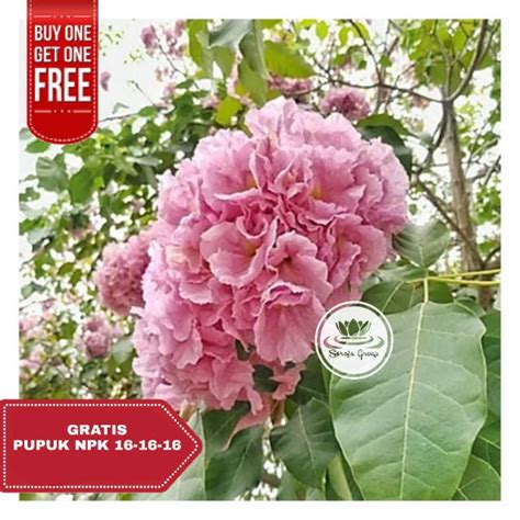 Jual Bibit Tanaman Tabebuia Rosea Cm Tabebuya Bunga Pink Pohon