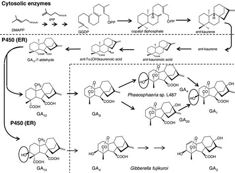 Biosynthetic Pathway For Ga In G Fujikuroi And Phaeosphaeria Sp L