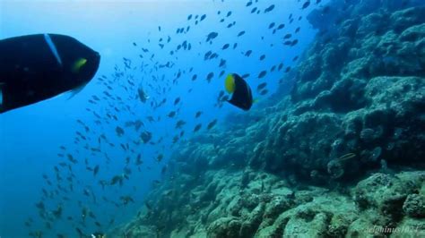 Mar de Cortés o Golfo de California Características Postposmo