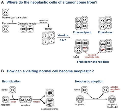 Adopted Neoplastic Cells In Tumors From Sex Mismatched Transplant Download Scientific Diagram