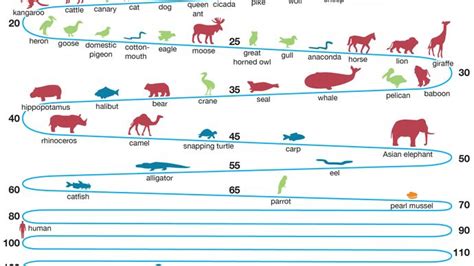 Life Span Definition Measurement And Facts Britannica