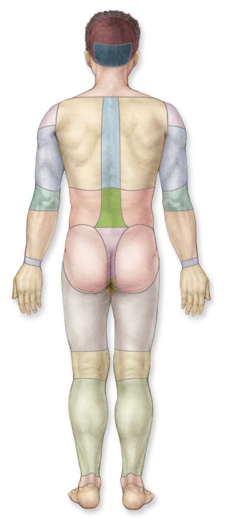 Body Regions Posterior Diagram Quizlet