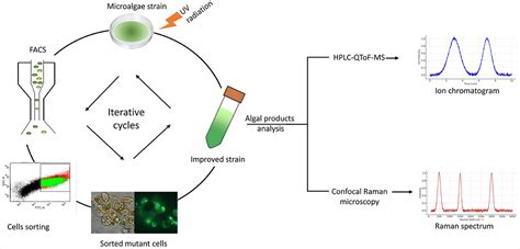 Frontiers Enhancing Algal Production Strategies Strain Selection Ai