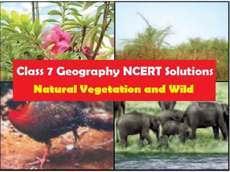 NCERT Solutions For Class 7 Geography Chapter 6 Natural Vegetation And