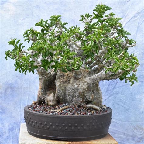 Wigerts Bonsai Nursery Instagram Pachypodium In The Garden