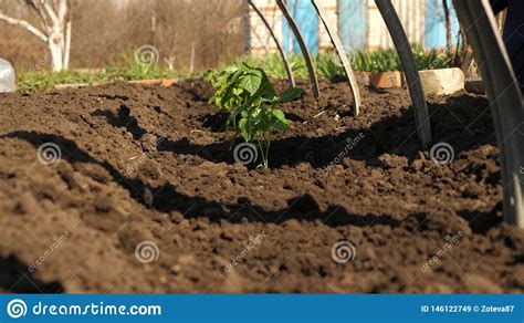 Los Alm Cigos Del Tomate Se Plantan En La Plantaci N En La Primavera