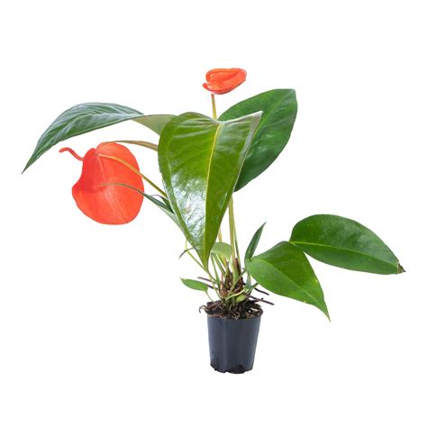 Anthurium Flower Png Transparent Background 29719904 PNG