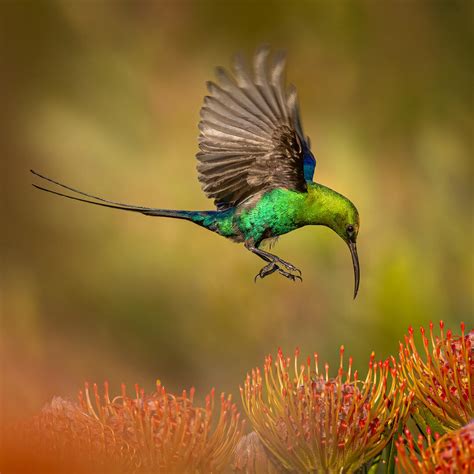 Crowd Results Birds In Flight Bird Photo Contest Photocrowd Photo