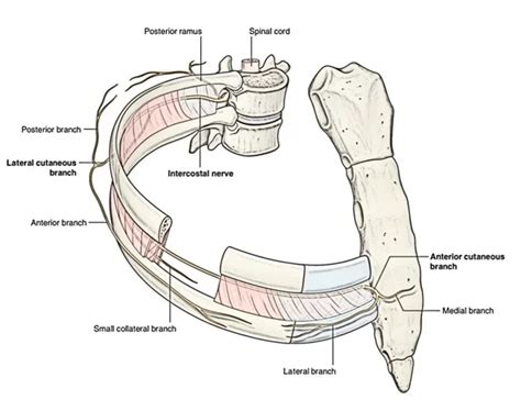 Intercostal Nerves Origin Course Function Mobile Physio