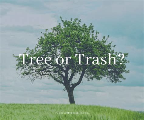 Tree Or Trash Dr Dalton Smith I Choose My Best Life