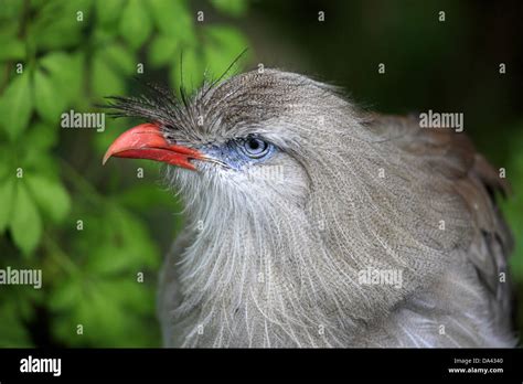 Red Legged Seriema Cariama Cristata Adult Close Up Of Head Captive