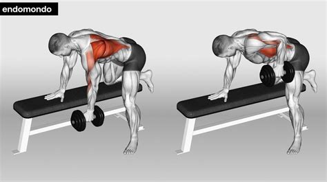 10 Dumbbell Back Exercises To Build Your Back Muscle In 2024