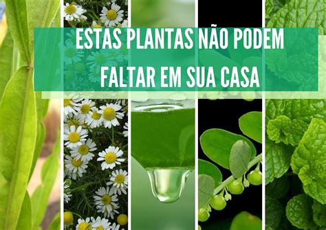 5 Plantas Medicinais FÁceis De Ter Em Casa Aprenda A Cultivalas