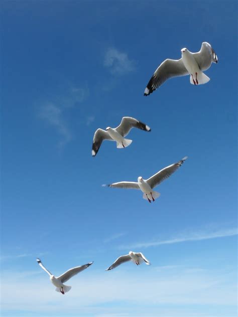 Free Images Bird Wing Sun Pelican Seabird Fly Summer Heaven