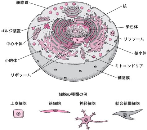 細胞 01 知っておきたい基礎知識 Msdマニュアル家庭版