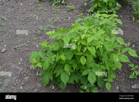 Rubus idaeus, shrub, a species of the Rubus genus of the family ...