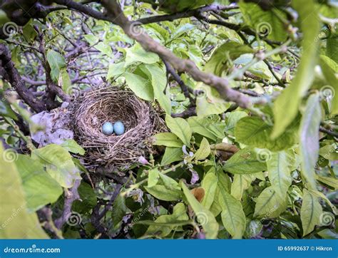 Bird Nest In Tree With Eggs