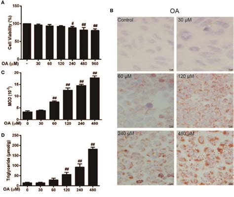 Frontiers Magnolol Alleviates Inflammatory Responses And Lipid