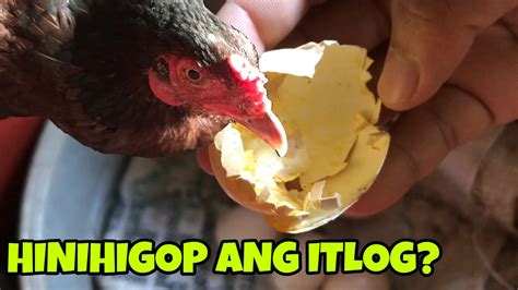 Paraan Para Maiwasan Ang Pagkain Ng Inahing Manok Ng Itlog Youtube