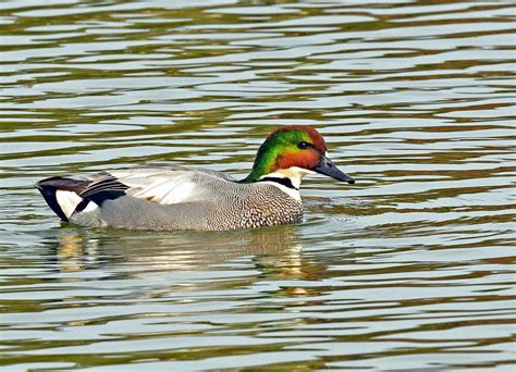 Falcated Duck Mareca Falcata Photo Call And Song