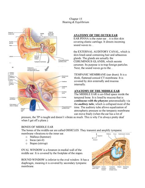 Senses Hearing Equilibrium Chapter Hearing Equilibrium Anatomy