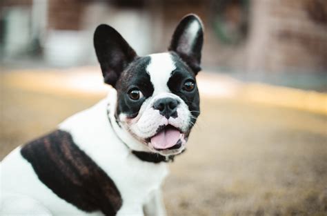 Do French Bulldog Bark A Lot Tips To Stop Barking In French Bulldogs