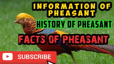 History Of Pheasant Information Of Pheasant Facts About Pheasant YouTube