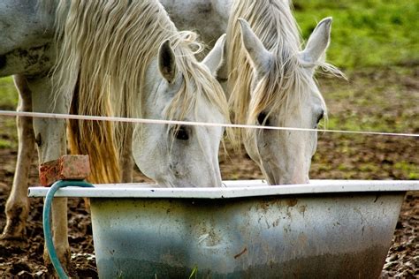 Drink Up The Northwest Horse Source