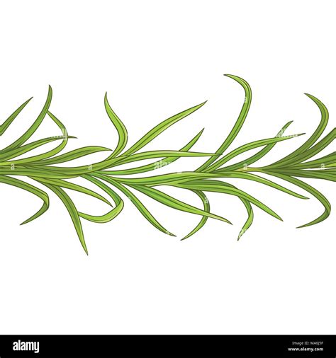 Lemongrass Plant Vector Pattern On White Background Stock Vector Image